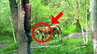 Amazon jungle Tiger Video