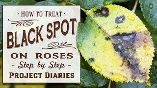  How to Treat Black Spot on Roses A Complete Step by Step Guide