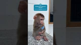 Có cách nào để khỉ hết ngậm tay không các bạn #Monkey