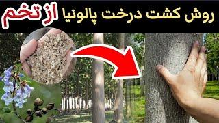 روش تکثیر و کشت پالونیا از تخم  خیلی راحت و اقتصادی  how to propagate paulownia tree from seed