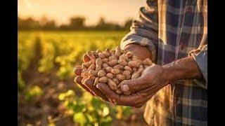 Mastering Peanut groundnuts Farming Without Prior Experience
