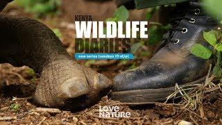 Kenya Wildlife Diaries