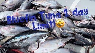 Epic bluefin tuna fishing trip 2 days limits on thunderbird sportfishing