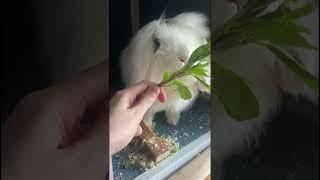 CUTE BUNNIES EATING ASMR SOUNDS