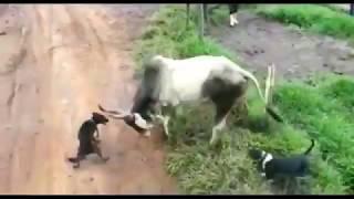 Cow #with# dog #fight#in village funny #video