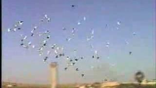 filo güvercinleri suriye bölük video www.atesclup.com