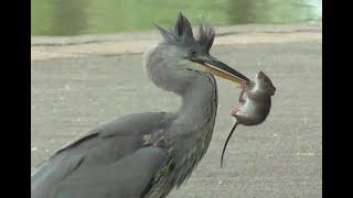 GREY HERON   -   The Rat Catcher