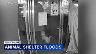 Heartland Animal Shelter in Wheeling floods from water main break