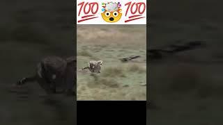 cheetah at full speed #shorts #shotfeed #animals #youtubeshorts