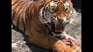 Tiger roar - Rugido do tigre - Rugido de Tigre