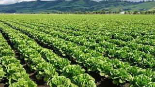 Romaine Heart Cultivation - Romaine Lettuce Farming And Harvesting Machine  Noal Farms