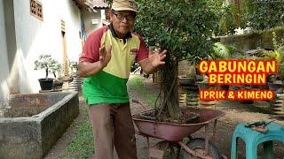 Pruning Total Gabungan Beringin Iprik Dan Beringin Kimeng