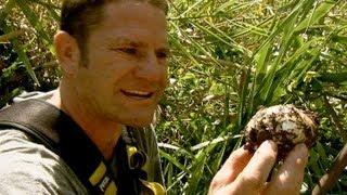 Saltwater Crocodile Protects Her Nest  Deadly 60  BBC Earth