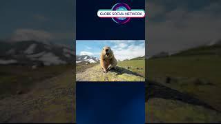 Adorable Marmots Snacking on Walnuts in The Wilderness