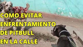 Como ADIESTRAR a un perro PITBULL AGRESIVO para poder pasear por la calle sin que ATAQUE A PERROS