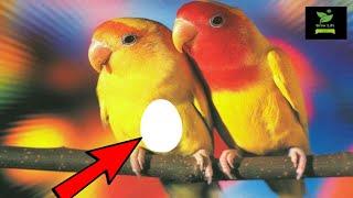 How To Identify a LoveBird Pregnant  Pregnant lovebird symptoms