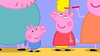 How Tall Are Peppa And George?   Peppa Pig Official Full Episodes