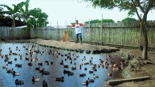 Amazing Modern Duck Farming - Free-ranging Hundreds of DUCK BREEDERS Basic guide for beginners