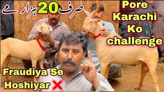 Akhtar Goat Farm Ne Expose Kar Diya Har Range Ka Bakra Or Bakriya Home Delivery Ka Sath 