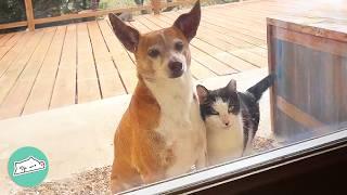 Lost Dog Shows Up At A Cat Sanctuary. Now Cats Are In Love  Cuddle Buddies