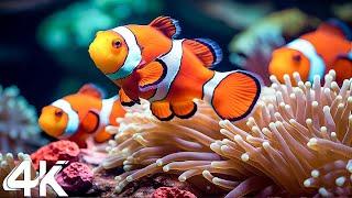 Under Red Sea 4K - Beautiful Coral Reef Fish in Aquarium Sea Animals for Relaxation - 4K Video