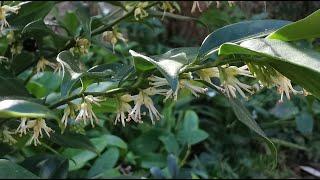 Sarcococca the Sweet Box the most fragrant flowers of the winter blooming plants of my UK garden