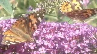 HEWITTS GARDEN BUTTERFLIES