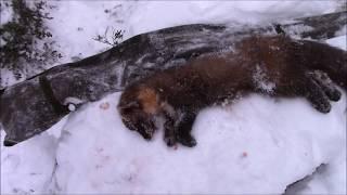 Näädän Jäljestys Marten Hunting 2018 Jakso 3