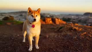 كلب الاكيتا الياباني  Japanese Akita