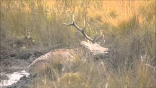 Red Deer wallowing in a mud pool