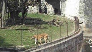  Tiger Kolkata Alipur Zoo  Zoo  Kolkata  Alipur Zoo