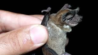 The Broad-eared Bat is alive and well in Costa Rica