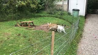 Les parents lapin avant la première portée