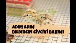 Bıldırcın civcivi bakımı nasıl yapılır bıldırcın civcivi ne ile beslenir yavru bıldırcın