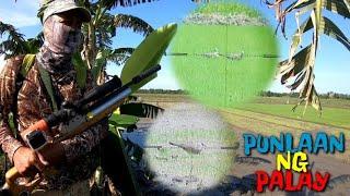 WILD DOVE SA PUNLAAN NG PALAY