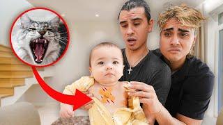 HELP The Cat ATTACKED Our Baby..