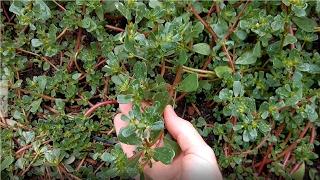 Edible Garden Weeds - How to find and prepare Purslane