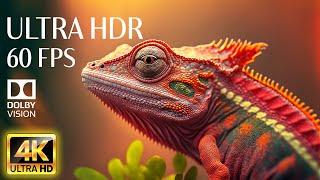 4K HDR 60fps Dolby Vision with Animal Sounds & Calming Music Colorful Dynamic #1