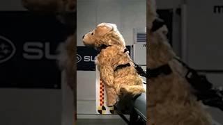 Do you know that there are crash tests for dogs too?