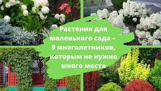 Растения для маленького сада – 9 многолетников которым не нужно много места