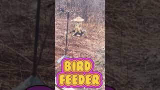 Birds Meeting Point  Bird Feeder #ytshorts #birdfeeder