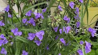 Bees on spiderwort  plant May 24 2024 #196