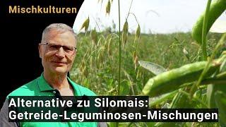 Getreide-Leguminosen-Mischungen Eine Alternative zu Silomais in trockenen Lagen