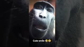 Cute Smile  #ngakakkocak #tiktokviral #ngakak #videolucu #shorts