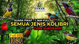 Suara Pikat Semua Jenis Kolibri  Full 1 Jam