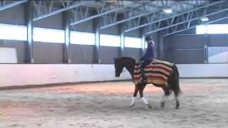 Skadefri hest Hvordan forebygge halthet?
