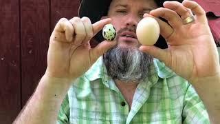 The Difference Between a Quail Egg and a Chicken Egg