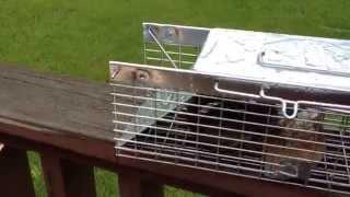 How to Catch Squirrels with a Live Cage