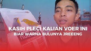 voer pleci yang bagus bikin bulu jreng