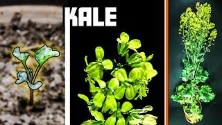 Kale Growing From Seed To Flower Time Lapse 98 Days